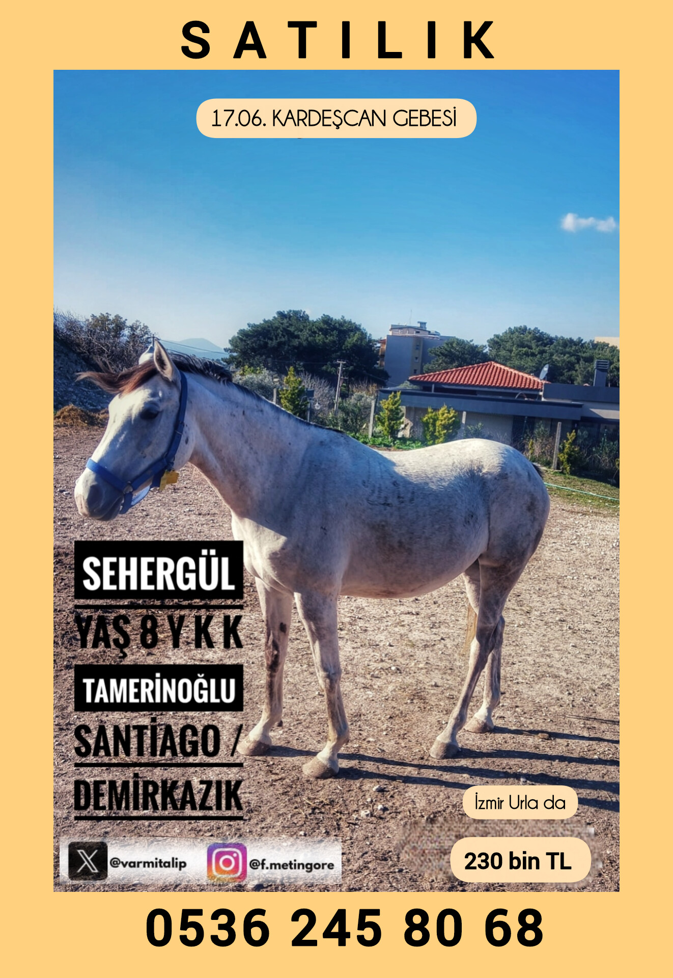 17 HAZİRAN KARDEŞCAN GEBESİ TAMERİNOĞLU KIZI DAMIZLIK KISRAK SEHERGÜL 